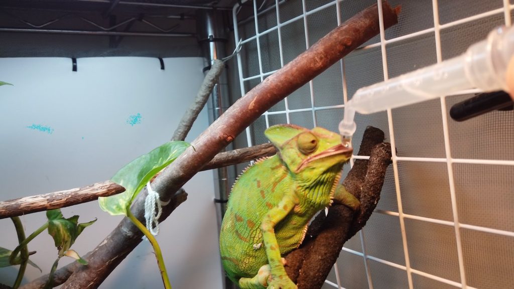 エボシカメレオン　水飲み